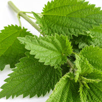Close-up of nettle leaves on a white background