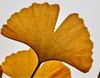 Close-up of a dried ginkgo biloba leaf on a light gray background