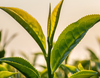 Close-up of green tea leaves with a blurred background