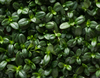 Close-up of a dense patch of bacopa monnieri